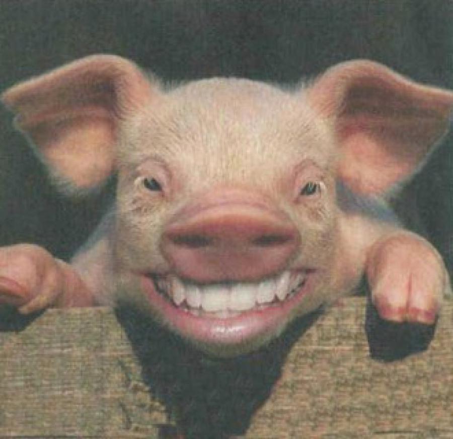 cochon.jpg